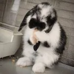 Blacky Mon Lapin  Bélier nain Femelle - Garde d'animaux à domicile
