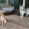 Images de profil de Doriane - Blooming Pets - Petsitting et garde d'animaux à domicile