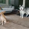 Images de profil de Doriane - Blooming Pets - Petsitting et garde d'animaux à domicile