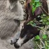 Images de profil de Doriane - Blooming Pets - Petsitting et garde d'animaux à domicile
