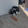 Images de profil de Doriane - Blooming Pets - Petsitting et garde d'animaux à domicile