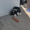 Images de profil de Doriane - Blooming Pets - Petsitting et garde d'animaux à domicile