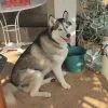 Images de profil de Doriane - Blooming Pets - Petsitting et garde d'animaux à domicile