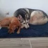 Images de profil de Doriane - Blooming Pets - Petsitting et garde d'animaux à domicile