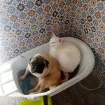 Simba Mon Chat  Turc de Van Mâle stérilisé - Garde d'animaux à domicile