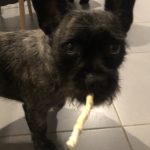 BOOBA Mon Chien  Bouledogue Français Mâle - Garde d'animaux à domicile