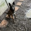 Images de profil de Cédric - Blooming Pets - Petsitting et garde d'animaux à domicile