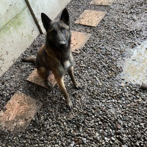 Images de profil de Cédric - Blooming Pets - Petsitting et garde d'animaux à domicile