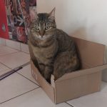 CacahuÚte CacahuÚte Mon Chat Européen Femelle - Garde d'animaux à domicile