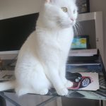 Schana Mon Chat  Angora Turc Femelle - Garde d'animaux à domicile