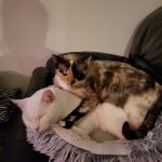 Tyloup Mon Chat  Croisé Femelle - Garde d'animaux à domicile