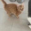 Images de profil de Edson - Blooming Pets - Petsitting et garde d'animaux à domicile