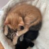 Images de profil de Edson - Blooming Pets - Petsitting et garde d'animaux à domicile