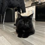 Ace Mon Chat  Croisé Mâle - Garde d'animaux à domicile