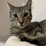 Luffy Mon Chat  Croisé Mâle stérilisé - Garde d'animaux à domicile