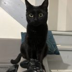 Aïz Mon Chat  Croisé Femelle stérilisée - Garde d'animaux à domicile