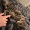 Images de profil de Romane - Blooming Pets - Petsitting et garde d'animaux à domicile
