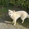 Images de profil de Romane - Blooming Pets - Petsitting et garde d'animaux à domicile