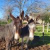 Images de profil de Romane - Blooming Pets - Petsitting et garde d'animaux à domicile