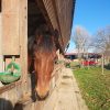 Images de profil de Romane - Blooming Pets - Petsitting et garde d'animaux à domicile