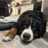 Images de profil de Romane - Blooming Pets - Petsitting et garde d'animaux à domicile
