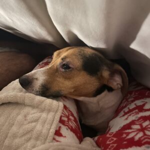 Images de profil de Elisa - Blooming Pets - Petsitting et garde d'animaux à domicile