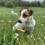 Lexie Mon Chien  Jack Russell Terrier Femelle - Garde d'animaux à domicile