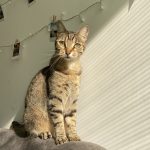 Hava Mon Chat  Européen Femelle - Garde d'animaux à domicile