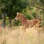 O’coeur des Cuzz Mon Cheval  Selle Français Mâle - Garde d'animaux à domicile