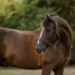 Regard d’amour Mon Poney  Origine Constatée (OC) Hongre - Garde d'animaux à domicile