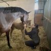 Images de profil de Elisa - Blooming Pets - Petsitting et garde d'animaux à domicile