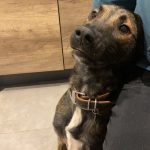 Famas Mon Chien  Berger Belge Malinois Mâle stérilisé - Garde d'animaux à domicile