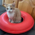 Minimi Mon Chat  Européen Mâle - Garde d'animaux à domicile