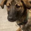Images de profil de Ella - Blooming Pets - Petsitting et garde d'animaux à domicile