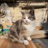 Images de profil de Ella - Blooming Pets - Petsitting et garde d'animaux à domicile