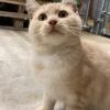 Images de profil de Ella - Blooming Pets - Petsitting et garde d'animaux à domicile