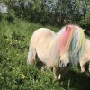 Images de profil de Ella - Blooming Pets - Petsitting et garde d'animaux à domicile