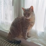 Pandora Mon Chat  Européen Femelle stérilisée - Garde d'animaux à domicile