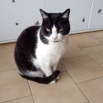 Xéna Mon Chat  Européen Femelle stérilisée - Garde d'animaux à domicile