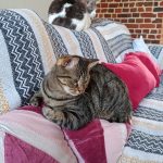 Aïsa Mon Chat  Européen Femelle stérilisée - Garde d'animaux à domicile