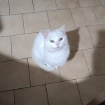 Bianca Mon Chat  Européen Femelle stérilisée - Garde d'animaux à domicile