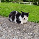 Indi Mon Chat  Européen Femelle stérilisée - Garde d'animaux à domicile