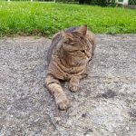 Galya Mon Chat  Européen Femelle stérilisée - Garde d'animaux à domicile