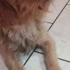 Images de profil de Elise - Blooming Pets - Petsitting et garde d'animaux à domicile