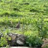 Images de profil de Elise - Blooming Pets - Petsitting et garde d'animaux à domicile
