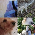 Image de profil de Elise - Blooming Pets - Petsitting et garde d'animaux à domicile