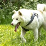 Mia Mon Chien  Siberian Husky Femelle stérilisée - Garde d'animaux à domicile