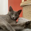 Images de profil de Elora - Blooming Pets - Petsitting et garde d'animaux à domicile