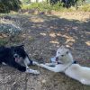 Images de profil de Elora - Blooming Pets - Petsitting et garde d'animaux à domicile