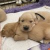 Images de profil de Elora - Blooming Pets - Petsitting et garde d'animaux à domicile